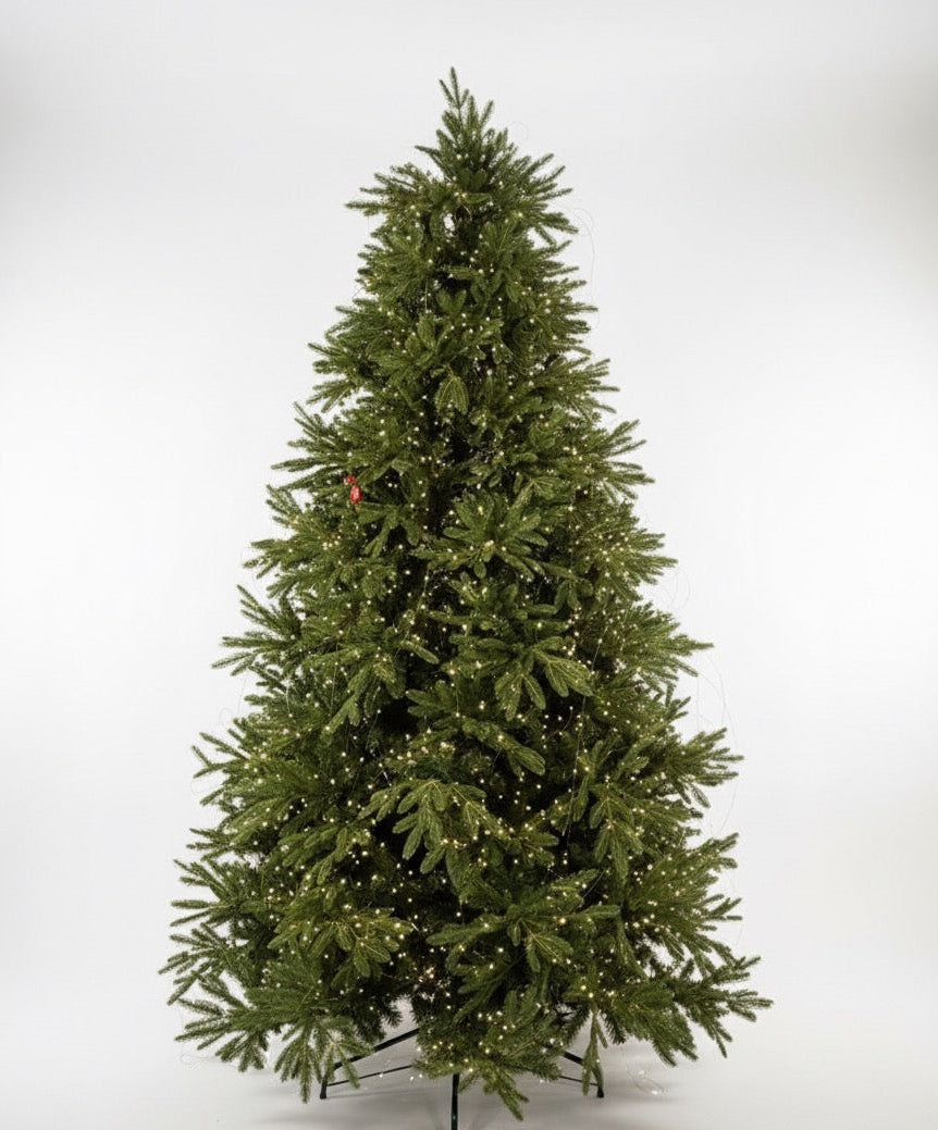 Royal spruce