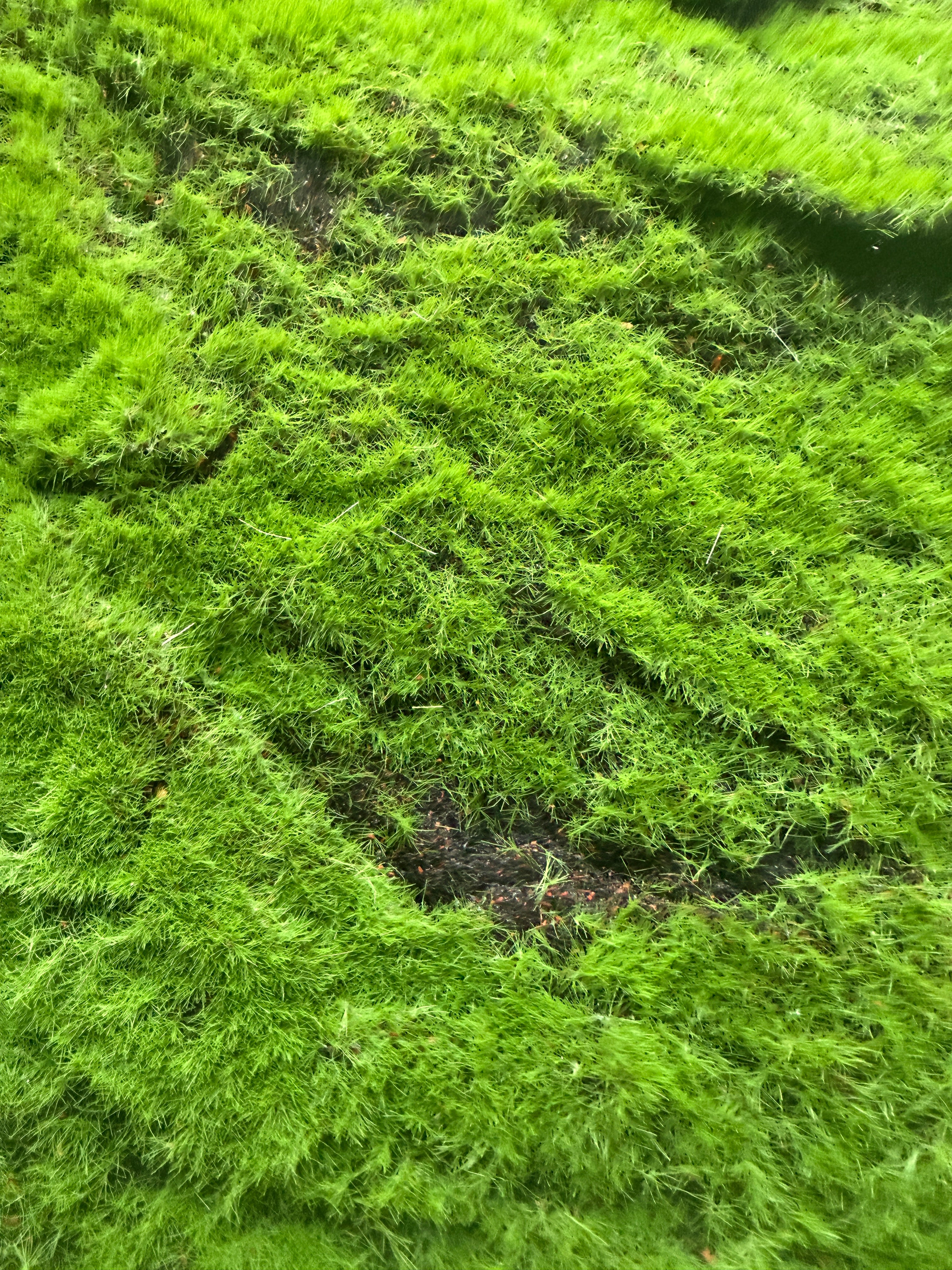 Moss rug 100x100 cm