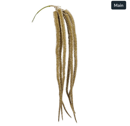 amaranthus 80cm