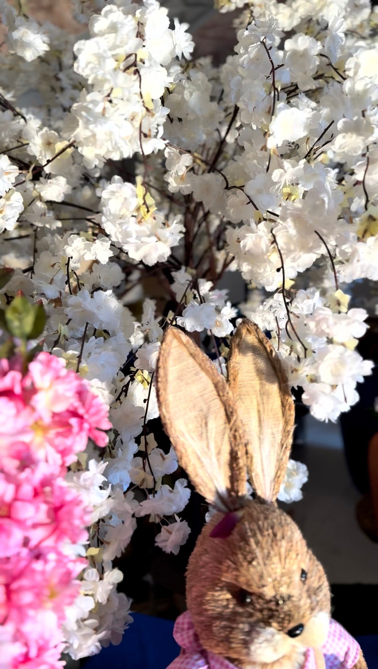 Čerešňový strom sakura 140x150cm